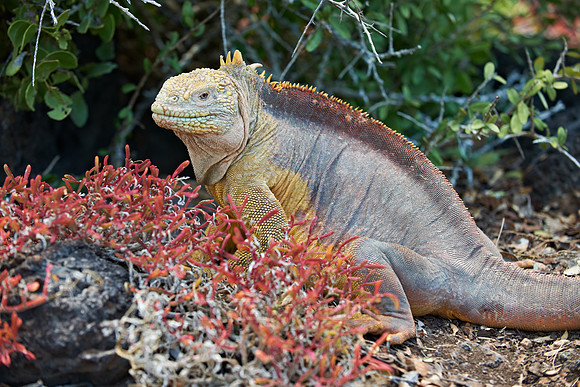Galapagos Land Iguana