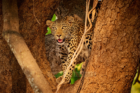 young African leopard on a tree