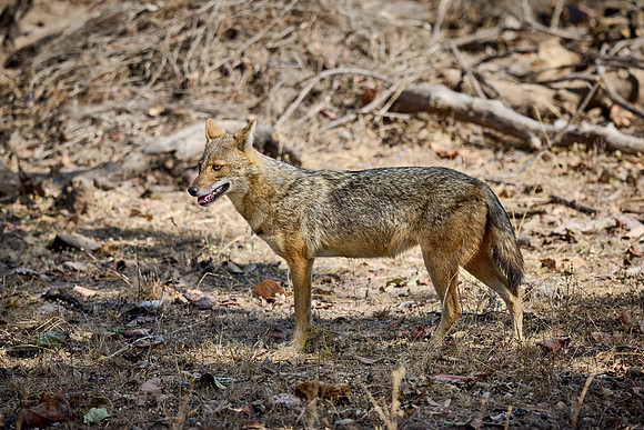 Indian golden jackal or common jackal (Canis aureus)