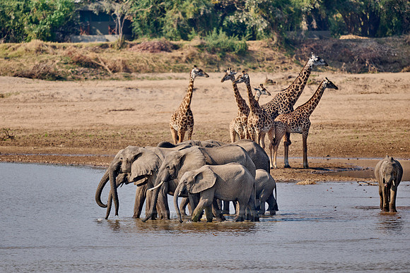 Afrikanischer Elefant (Loxodonta africana) Thornicroft-Giraffen (Giraffa camelopardalis thornicrofti) |African bush elephant (Loxodonta africana) Thornicroft's giraffes (Giraffa camelopardalis thornic