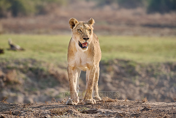 lioness (Panthera leo)
