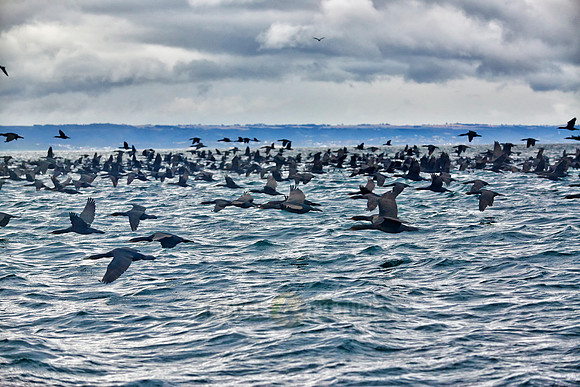 huge swarm of cormorants in Mossel Bay
