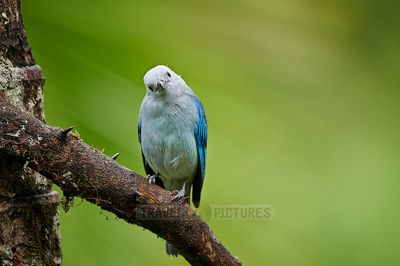 Blue-gray Tanager bird (Thraupis episcopus)