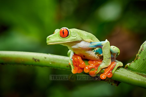red-eyed tree frog or Agalychnis callidryas