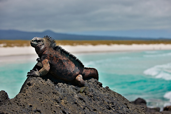 Marine Iguana, Amblyrhynchus cristatus