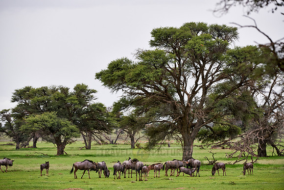 Blue wildebeests, Connochaetes taurinus