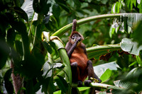 ornate spider monkey (Ateles geoffroyi ornatus)