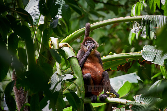 ornate spider monkey (Ateles geoffroyi ornatus)
