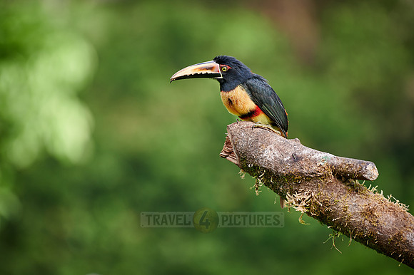collared aracari (Pteroglossus torquatus)