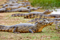 huge group yacare caiman