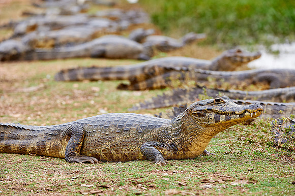 huge group yacare caiman