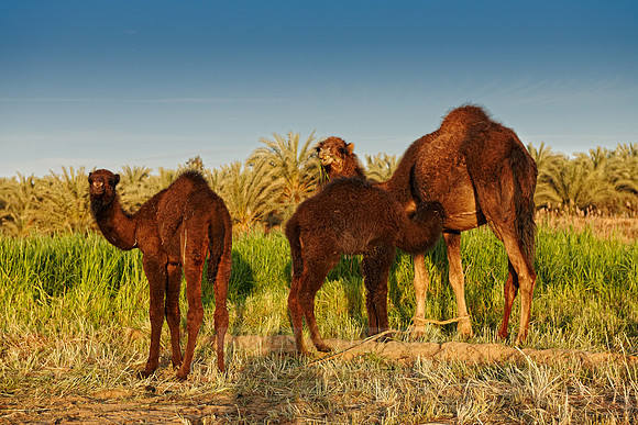 black Arabian camels