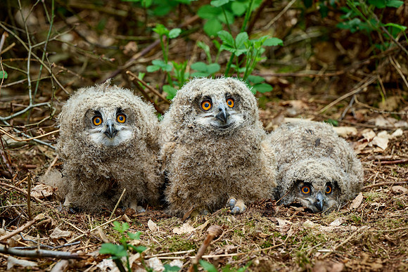 three Eurasian eagle-owl fledglings