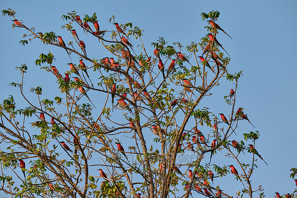 Karminspinte (Merops nubicus) |southern carmine bee-eater (Merops nubicoides)|