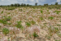 vleilelie, Nerine laticoma
