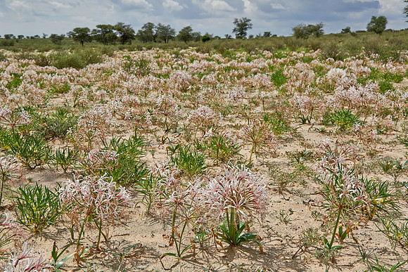 vleilelie, Nerine laticoma