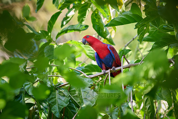 Papuan eclectus, red-sided eclectus or New Guinea eclectus, Eclectus roratus