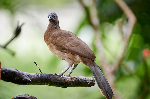 grey-headed chachalaca (Ortalis cinereiceps)