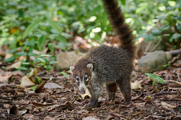 young White-nosed Coati, Nasua narica