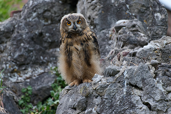 Eurasian eagle-owl (Bubo bubo), youngster on a rock