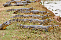 huge group yacare caiman