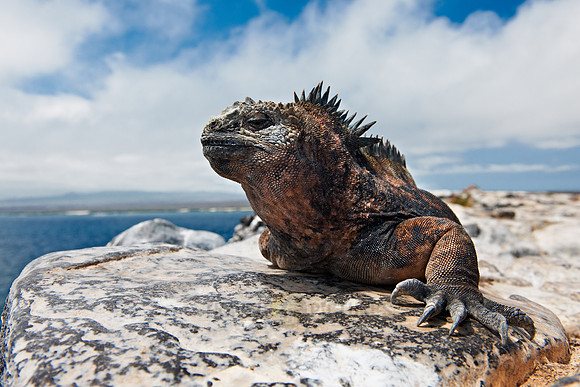Marine Iguana, Amblyrhynchus cristatus