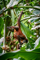 ornate spider monkey (Ateles geoffroyi ornatus)