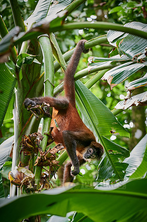 ornate spider monkey (Ateles geoffroyi ornatus)