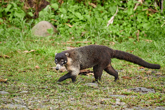 White-nosed Coati, Nasua narica