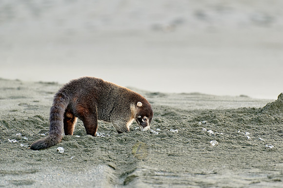 White-nosed Coati plunders nest with turtle eggs