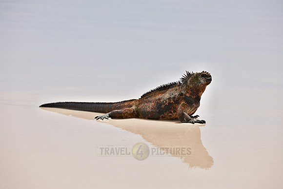 Marine Iguana, Amblyrhynchus cristatus