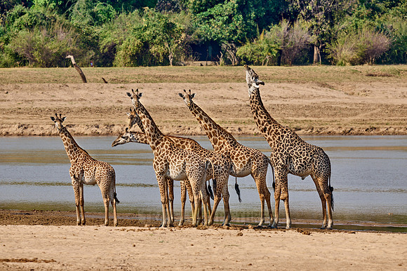 Thornicroft's giraffe (Giraffa camelopardalis thornicrofti)