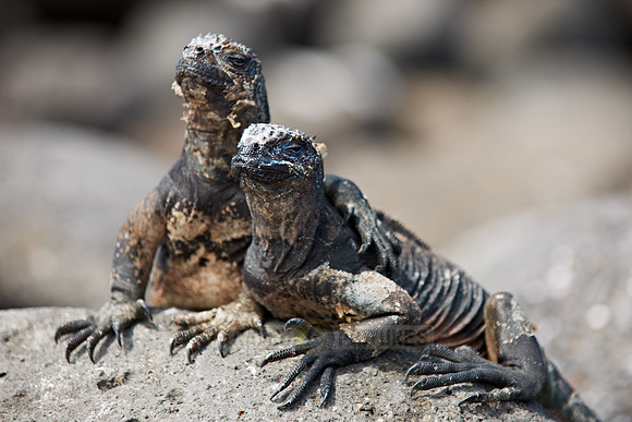 Marine Iguana, Amblyrhynchus cristatus