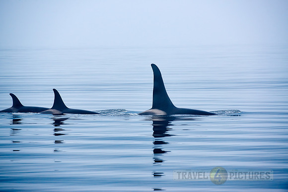 Resident Killer whales