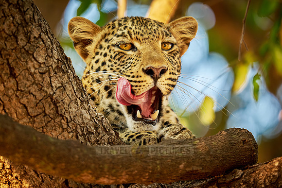 portrait of a young African leopard