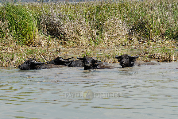 bathing water buffalo