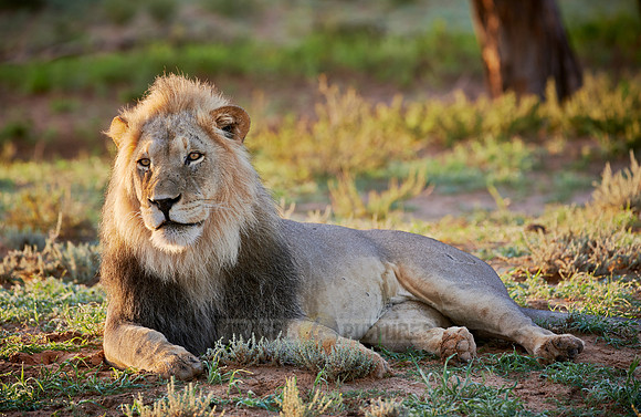 male lion (Panthera leo)