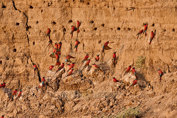 Kolonie Karminspinte (Merops nubicus) |southern carmine bee-eater (Merops nubicoides)|