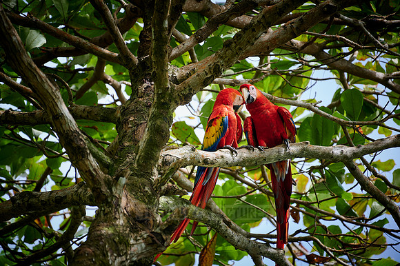 pair of Scarlet macaw (Ara macao)