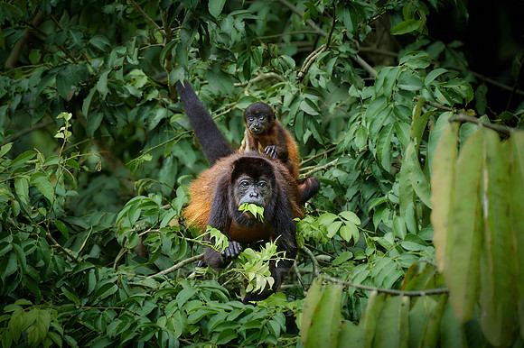 Mantled Howler Monkey feeding with baby on its back