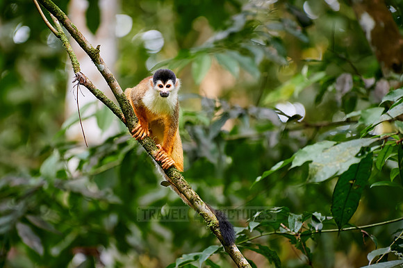 Central American squirrel monkey or red-backed squirrel monkey
