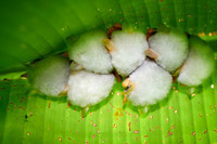 White Tent Bat or Honduran white bat