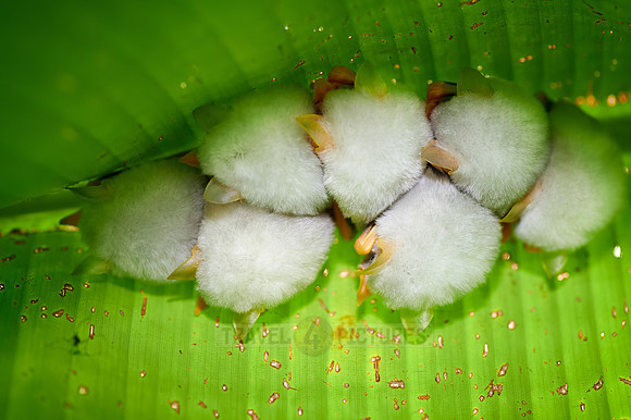 White Tent Bat or Honduran white bat