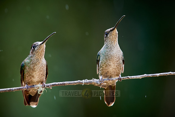 Talamanca hummingbird or Magnificent hummingbird (Eugenes spectabilis)