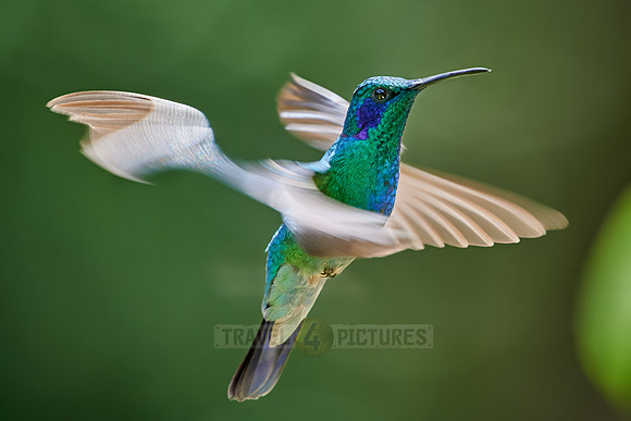 lesser violetear (Colibri cyanotus)