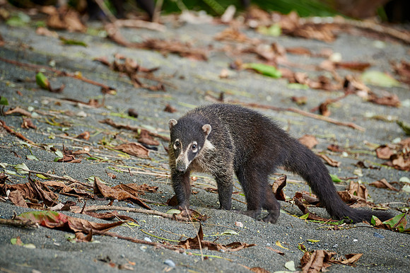White-nosed Coati, Nasua narica