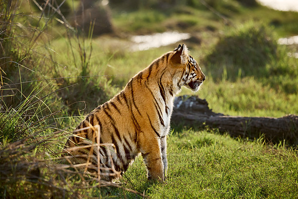 Bengal tiger cub (Panthera tigris tigris)