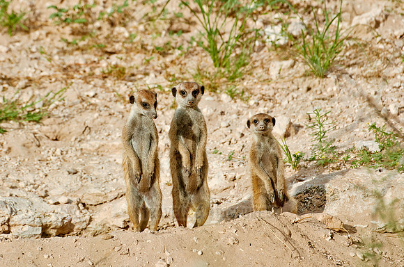 meerkat or suricate, Suricata suricatta