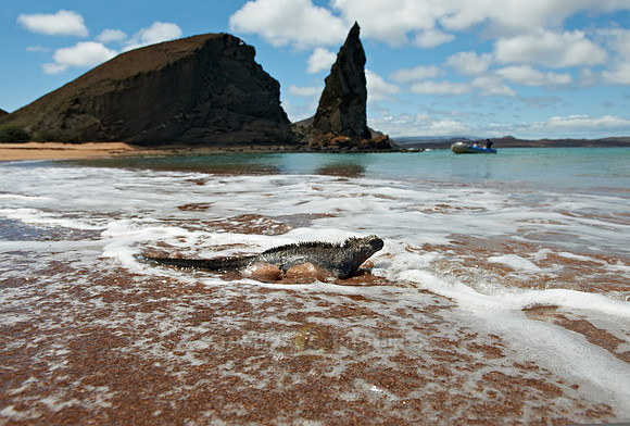 Marine Iguana, Amblyrhynchus cristatus