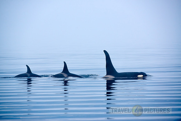 Resident Killer whales